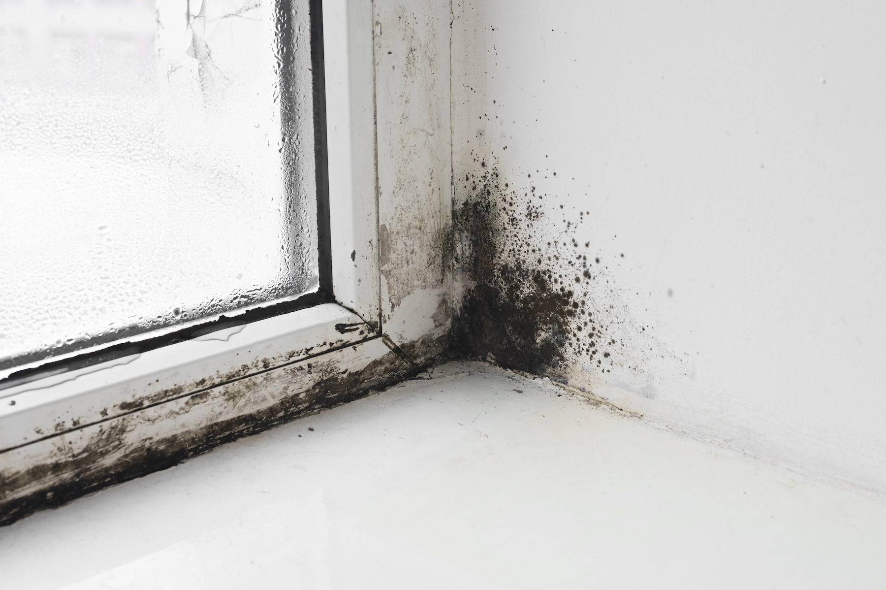 Black mold growth on window frame and wall corner