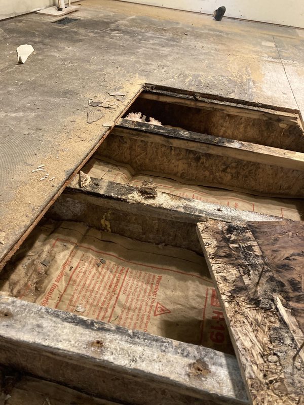Mold under subfloor remediation
