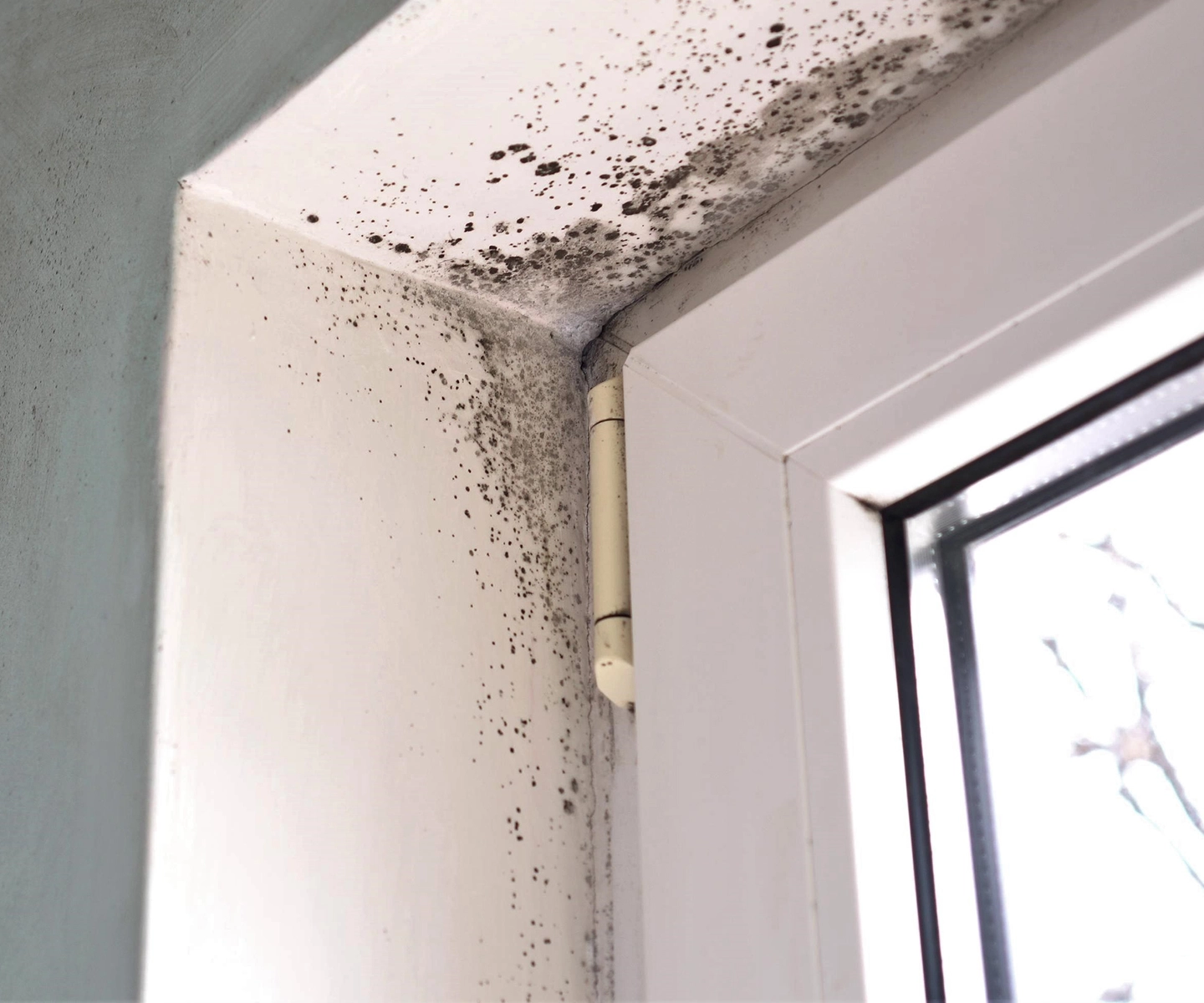 Mold Remediation