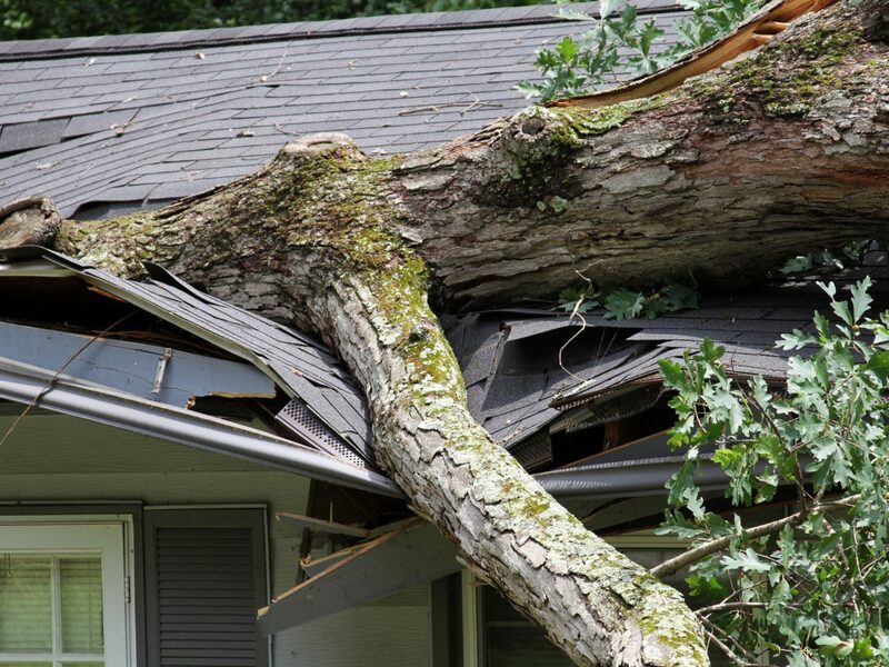 Tree fallen on roof from storm damage